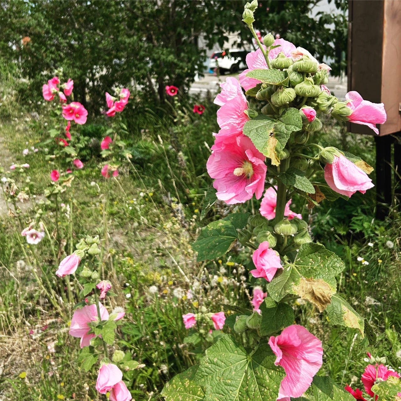 夏ですね( ´∀`)