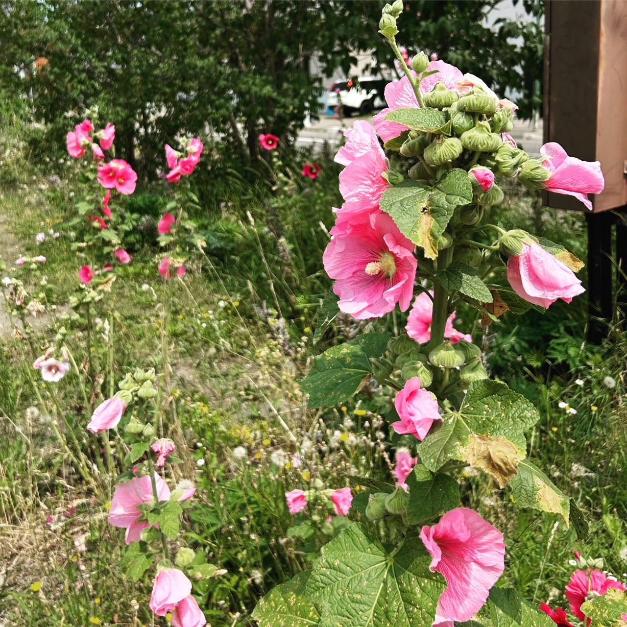 お花